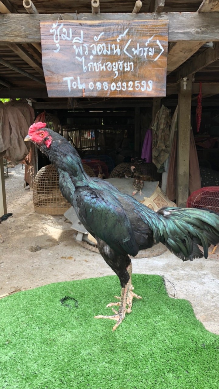 พ.พีรวัฒน์ ไก่ชนอยุธยา ฟาร์ม