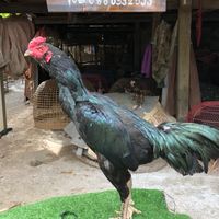 พ.พีรวัฒน์ ไก่ชนอยุธยา ฟาร์ม