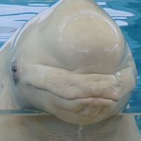 イルカ好きのグループ