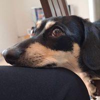 チワックスが好きな人