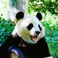 愛寶樂園代購狂歡團
