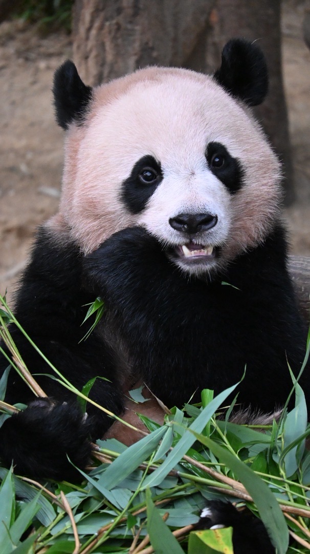 愛寶樂園代購狂歡團