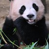 愛寶樂園代購狂歡團