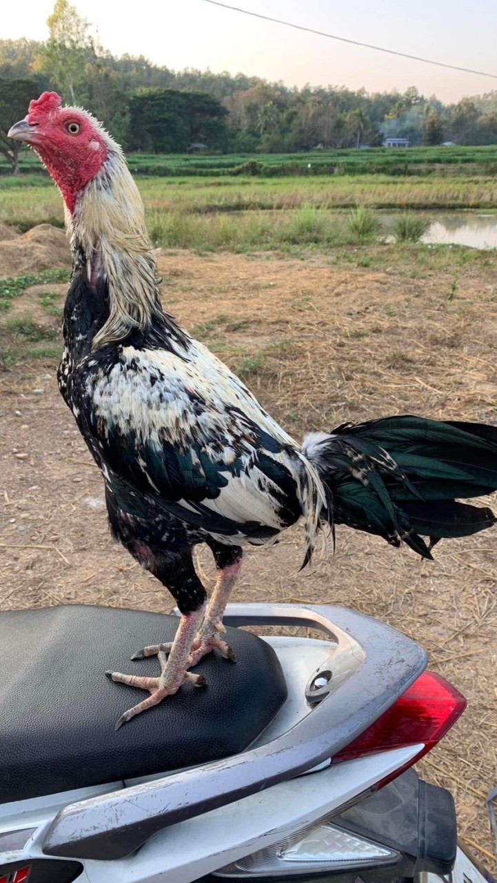 ไก่ชน มนต์แม่สะเรียง