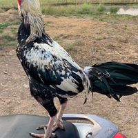 ไก่ชน มนต์แม่สะเรียง