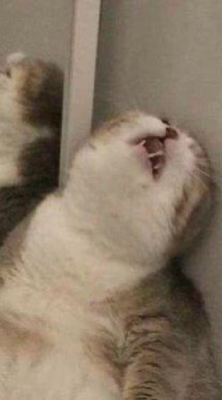 醜貓咪交流群🐱