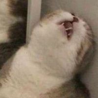 醜貓咪交流群🐱