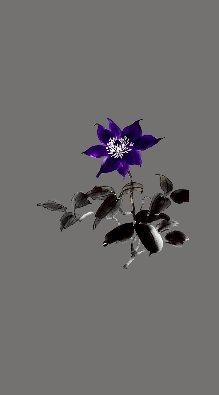 テッセンの花言葉  ＿  BSD也 重愛