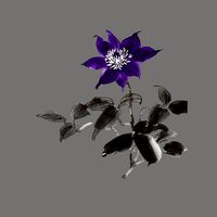 テッセンの花言葉  ＿  BSD也 重愛