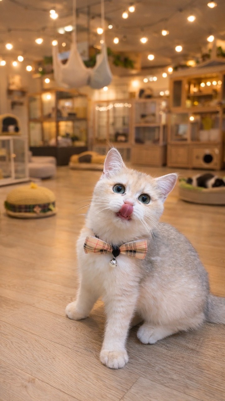 一間貓舍😻寵粉專屬🫶🏻新喵喵報到😸台中🩷特寵業字第S1140043號