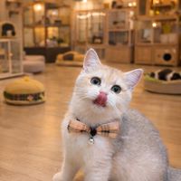 💰19999內平價喵喵😻街角貓舍😸台中🩷特寵業繁字第S1110039號