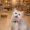 💰19999內平價喵喵😻街角貓舍😸台中🩷特寵業繁字第S1110039號