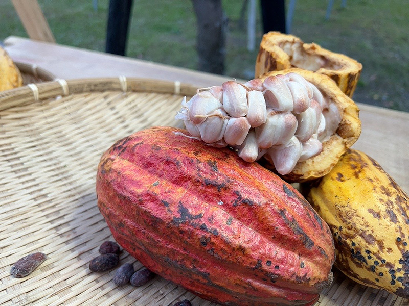 屏東景點推薦「可可園區」！純白教堂、可可市集好玩又好拍，還能體驗當一日可可農！-0