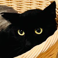 くろひょう支援親の会