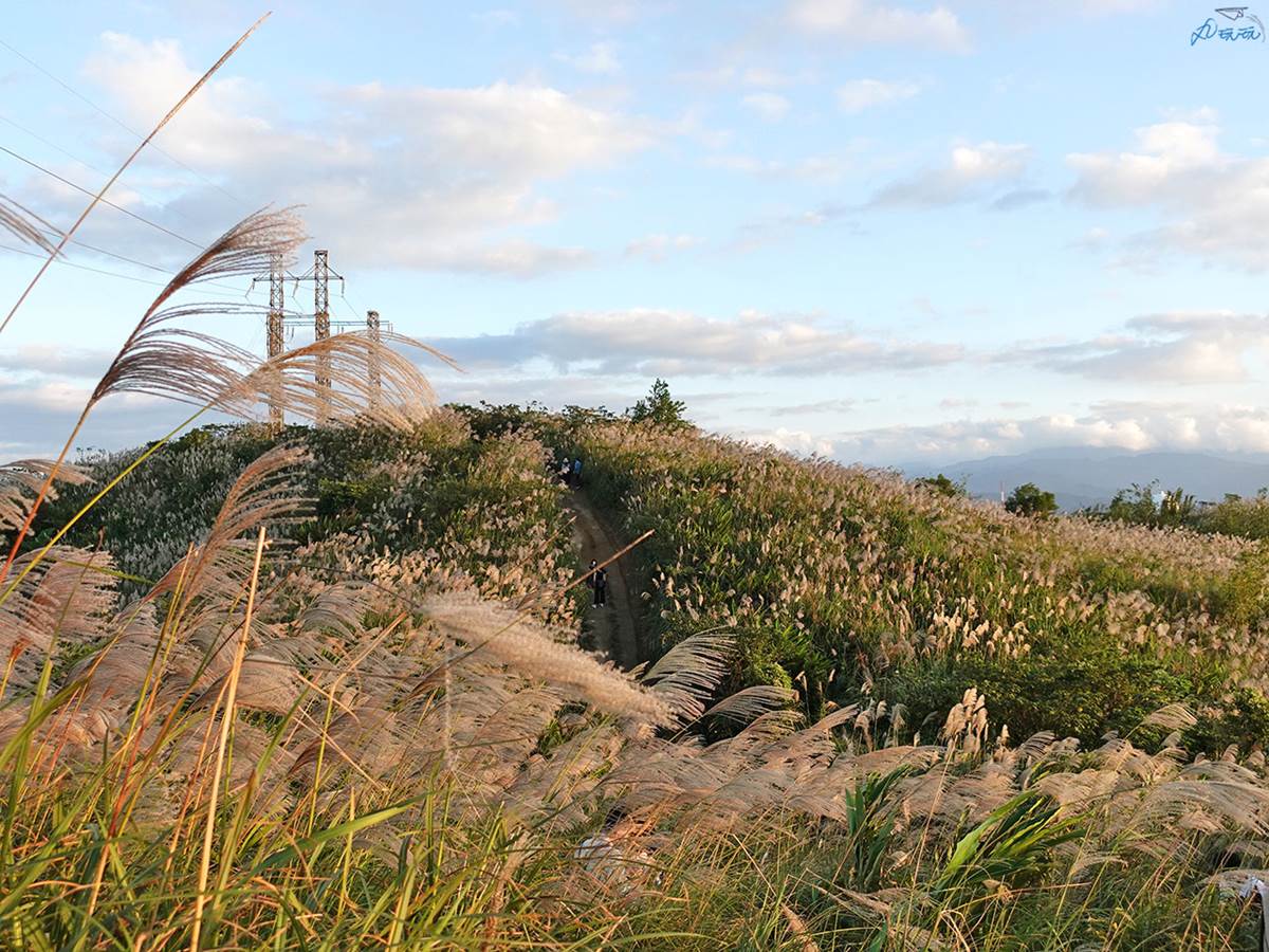 錯過等明年！秋限定雙北４處「芒草步道」：陽明山S型雪白祕境、台版小長城