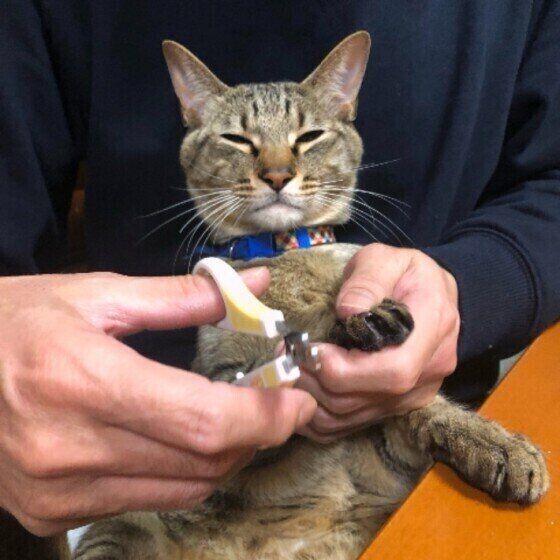 日本に多い かぎしっぽ猫 が昔から人々に愛される理由