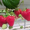 愛知県西尾張 岐阜圏域周辺ツーリング部屋 原付2種、カブ、スクーター歓迎