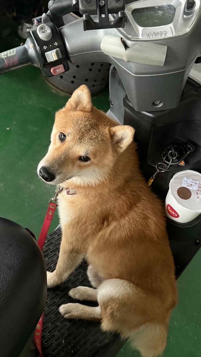 臺南人找柯P柴犬🐕