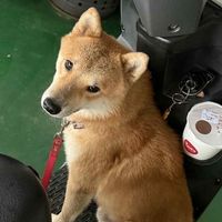 臺南人找柯P柴犬🐕