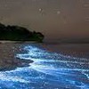 夜光虫情報（横浜）