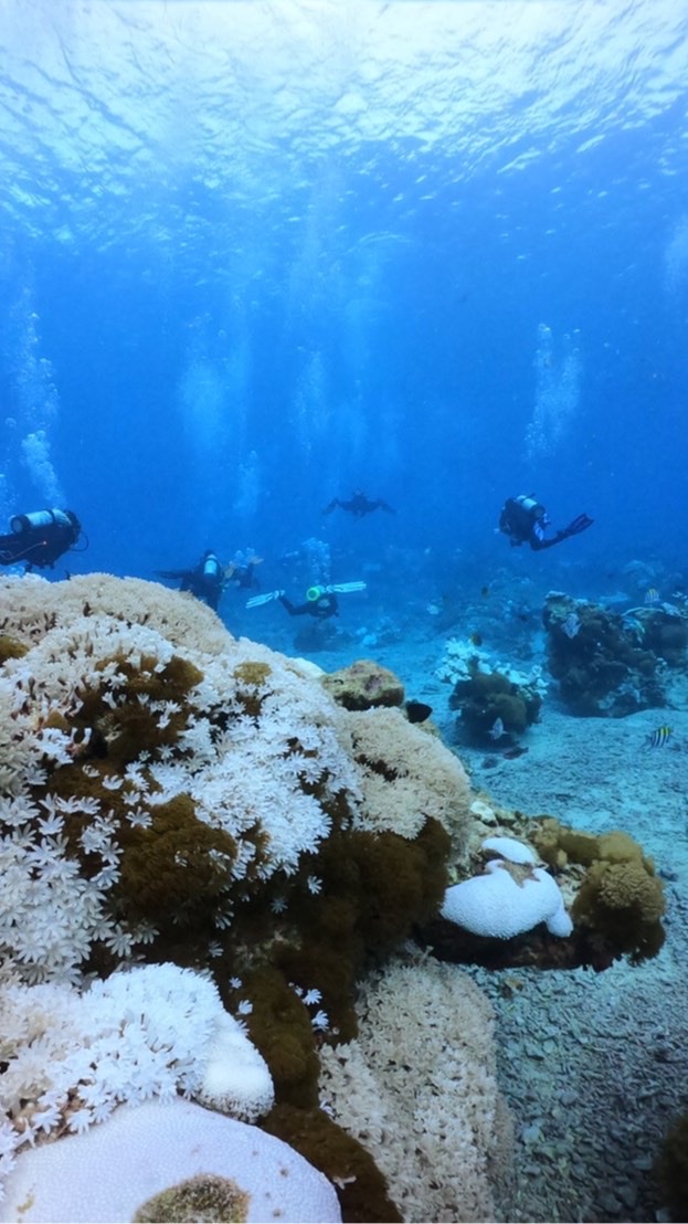 🏖🐠海島潛水活動群