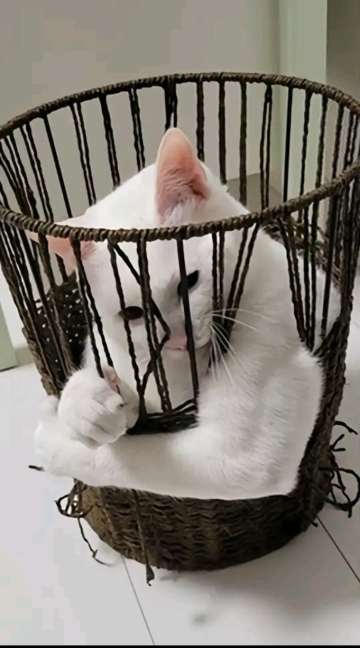 รักน้องปอๆ never gonna give you up