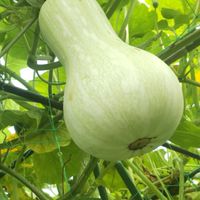 家庭菜園と果樹