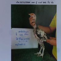 พม่าพัฒนา