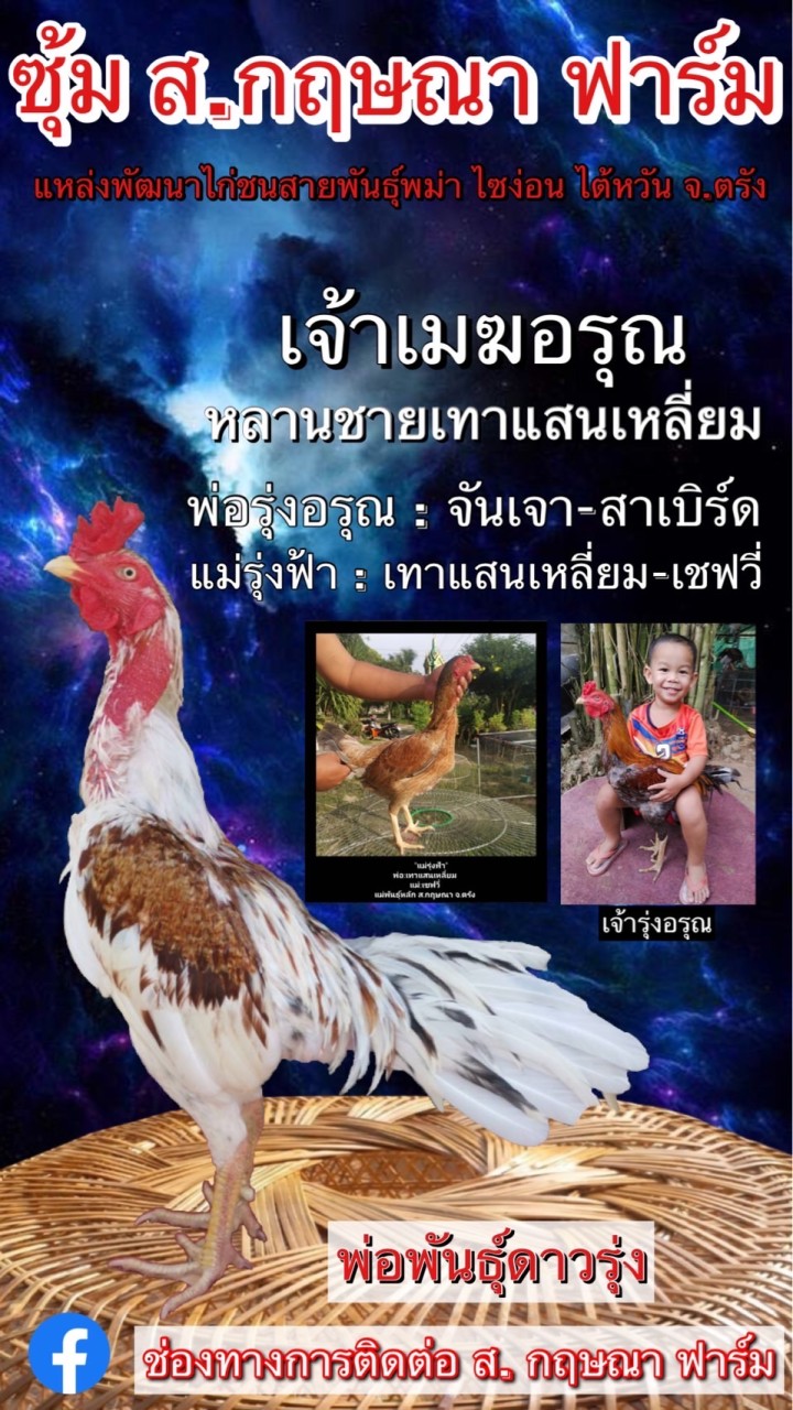 ส.กฤษณา ฟาร์มพัฒนาไก่ชนสายพันธุ์พม่า ไซง่อน จ.ตรัง