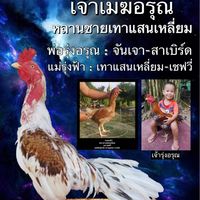 ส.กฤษณา ฟาร์มพัฒนาไก่ชนสายพันธุ์พม่า ไซง่อน จ.ตรัง