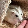 おもちのフォロワー様