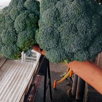 瑋綺鮮蔬🫛🥕🍄‍🟫青菜滴家啦🌽🍅🥦