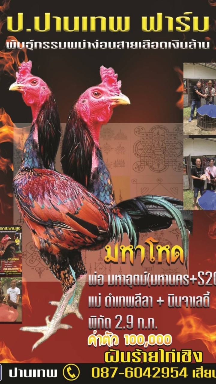 ป.ปานเทพ ฟาร์ม
