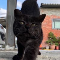 黑嚕嚕歐連舉