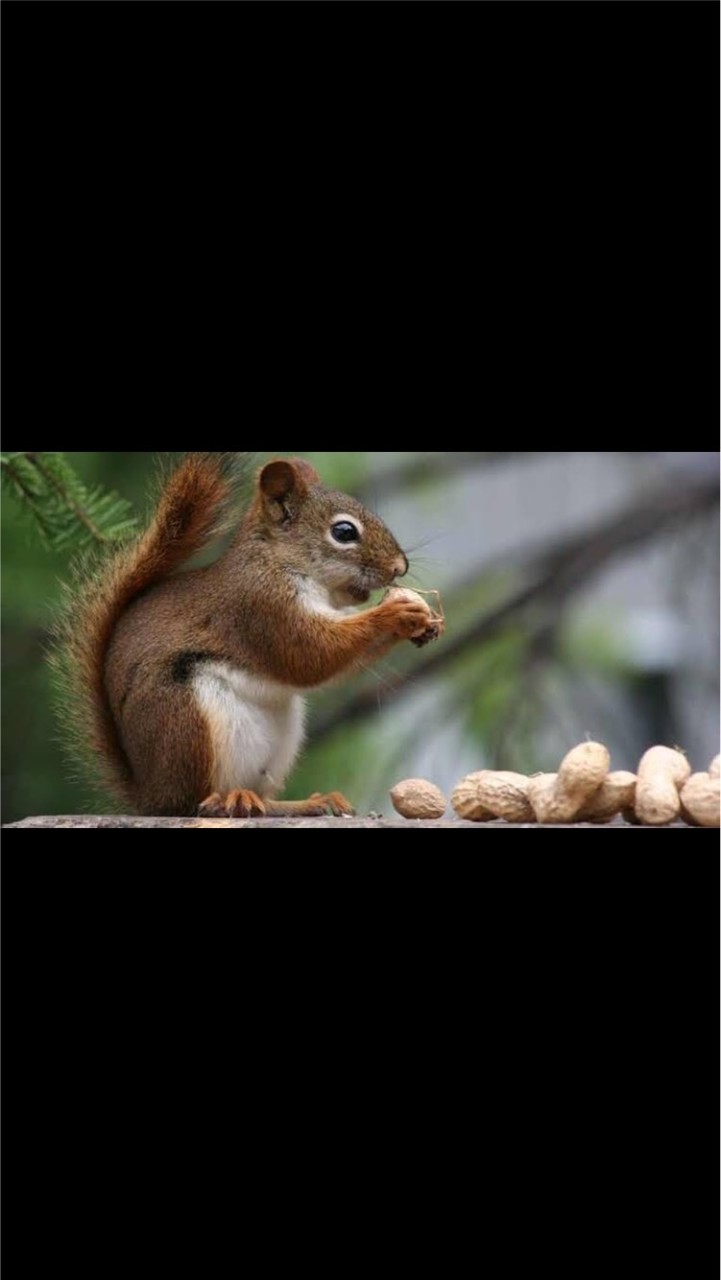 オンコリス🍯🐿友の会【株式バイオ銘柄】