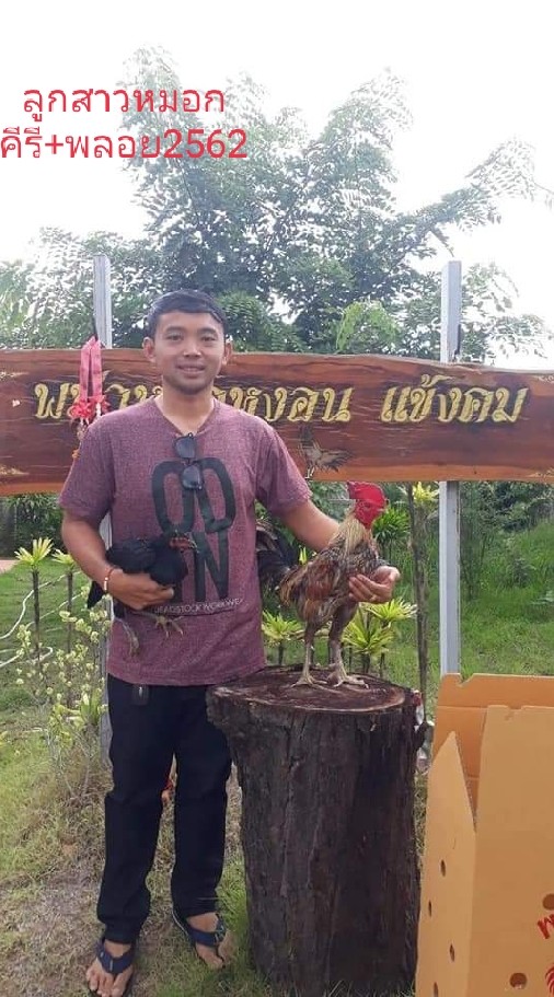 เล่นไก่เงินล้าน...ความเห็นไม่ตรงกัน
