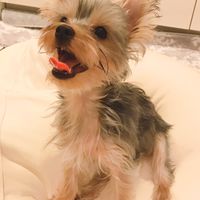 犬好きさんと繋がりたい