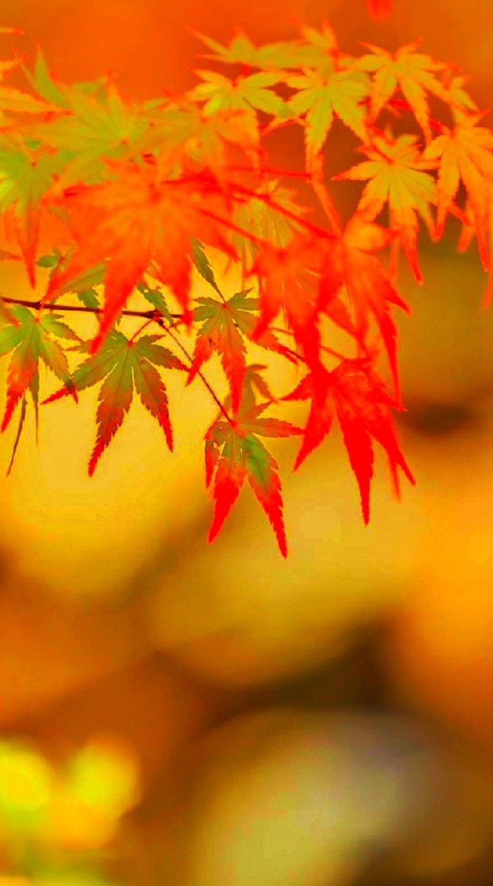 🍁同世代の部屋 1969年~1979年前後の方、一緒にお話しませんか？