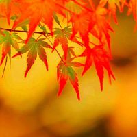 🍁同世代の部屋 1969年~1979年前後の方、一緒にお話しませんか？