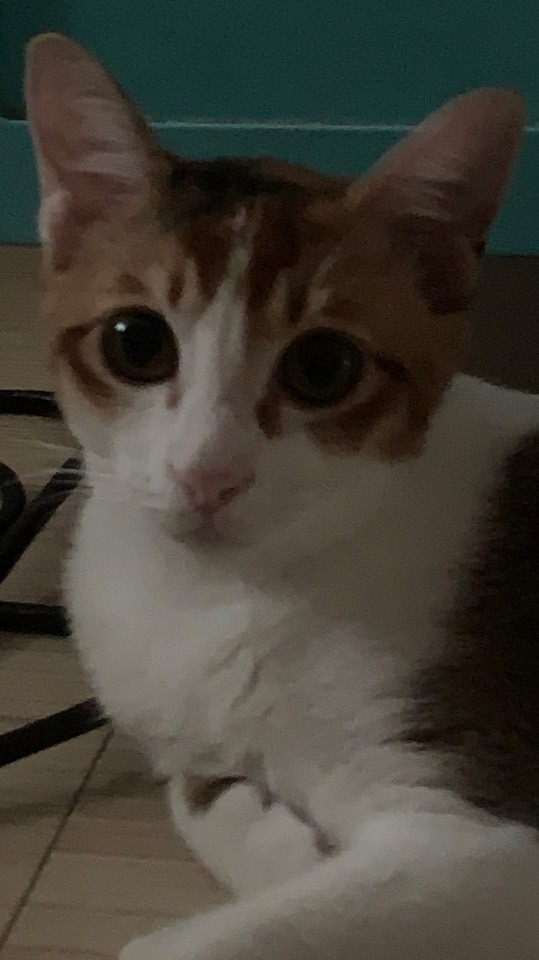 貓貓🐱