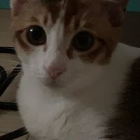 貓貓🐱
