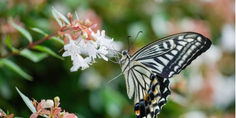 可憐な花を咲かせる アベリア とは 特徴や花言葉 育て方を紹介 Oggi