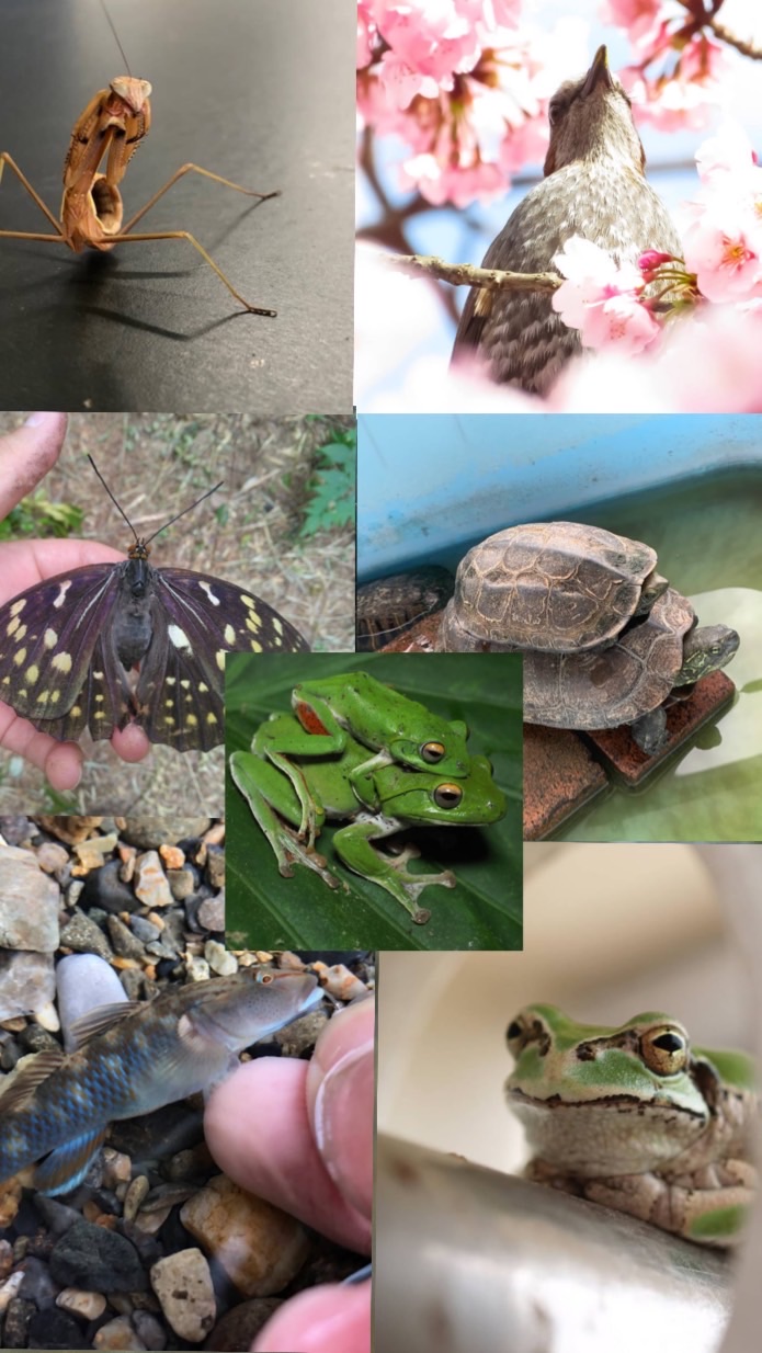 生き物系の集い🐟　鳥・魚・虫・植・爬・両・釣・採