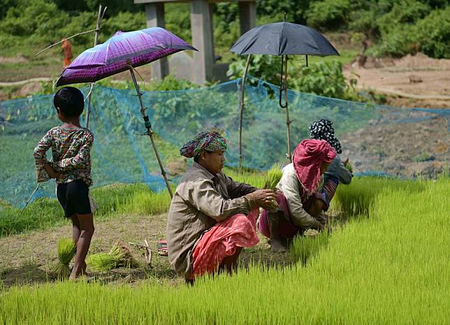 pictures of indian farmers working in fields