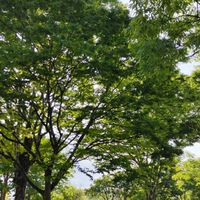 思い出話をしませんか😄楽しかった子供の頃や面白かった事、昔懐かしい、あの頃に🌷(女性限定です)