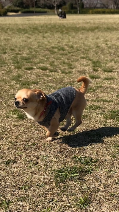 チワワ達集まれ❤