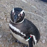 金魚メインにあれこれ