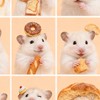奶油熊鼠舍🐻🐹蹲鼠群