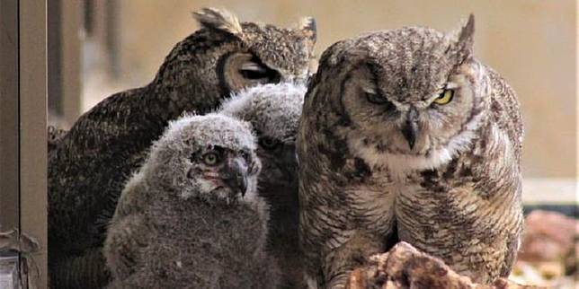 Pemerintah Diminta Lepaskan Elang Jawa Dan Burung Hantu Untuk Kontrol Populasi Kobra