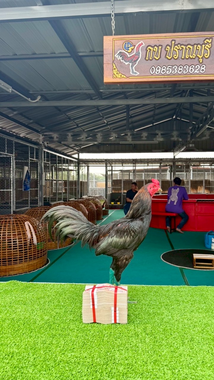 บ้านไร่ ก.กบ ฟาร์ม💚🐔🐓😊💯
